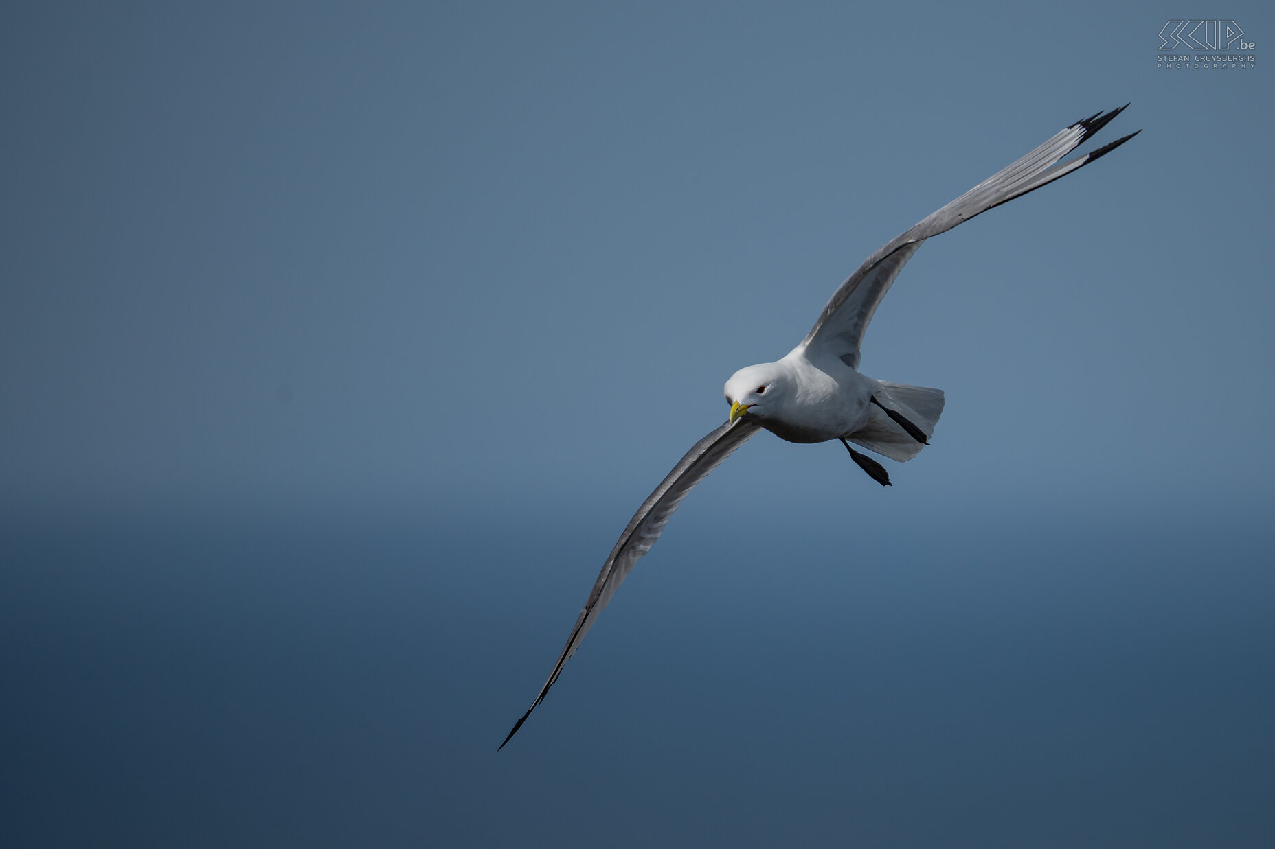 St Abbs Head - Kittiwake The steep cliffs of St Abbs are also home to many breeding pairs of kittiwakes in the spring. These seagulls are called 'kittiwake' after their characteristic call. They live at sea almost all year round and the young birds have to jump off the high cliffs after 5 to 7 weeks. Stefan Cruysberghs